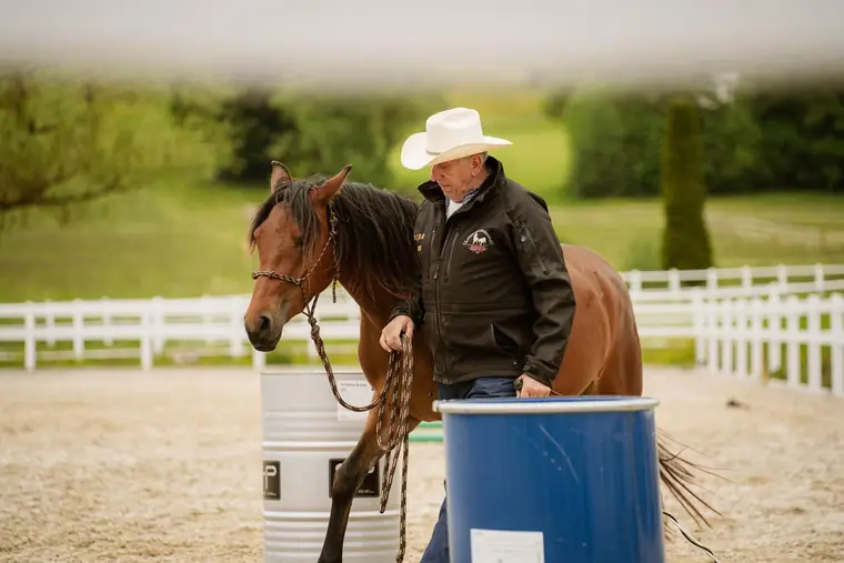 Mann mit Cowboyhut arbeitet mit einem braunen Pferd am Seil