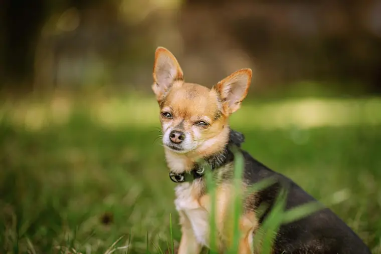 Kleiner Chihuahua sitzt aufmerksam in der Wiese