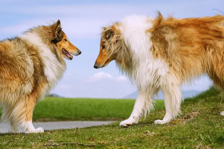 Zwei Collies auf einer Wiese vor blauem Himmel