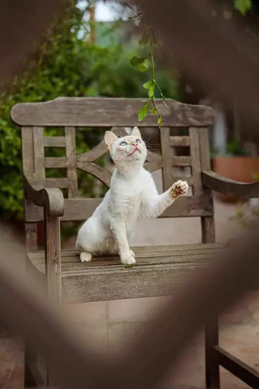 Weiße Katze schlägt spielerisch nach einem Blatt auf einer Gartenbank