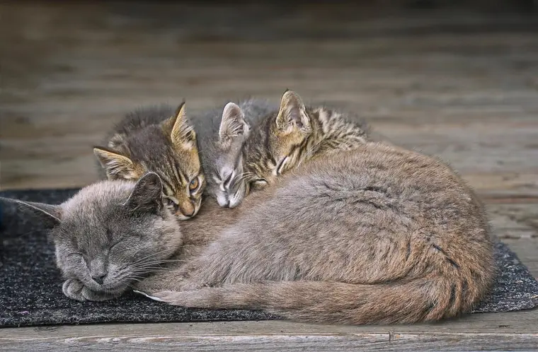 Katze und zwei Junge schlafen aneinandergekuschelt