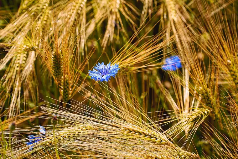 Blaue Kornblumen zwischen reifen Getreideähren