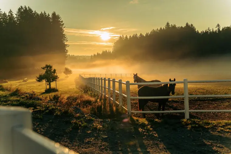 Pferde auf der Koppel im Nebel bei Sonnenaufgang