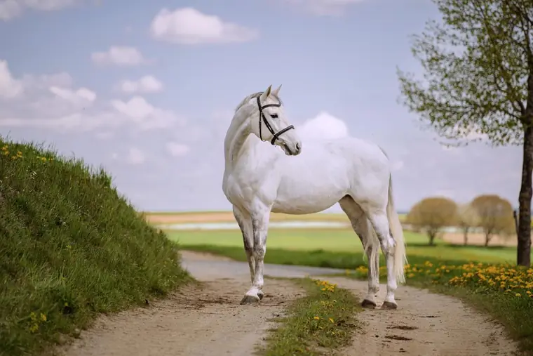Weißes Pferd steht auf einem Feldweg unter blauem Himmel